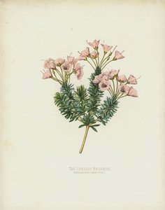 直立的Bryanth，Bryanthus Erectus 作者 英语学校
